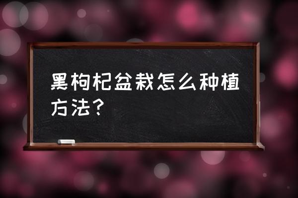 黑枸杞的养殖方法与用量 黑枸杞盆栽怎么种植方法？