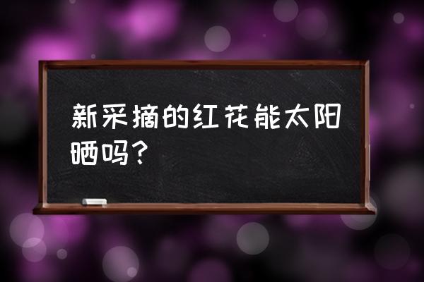 怎么采摘红花最快 新采摘的红花能太阳晒吗？