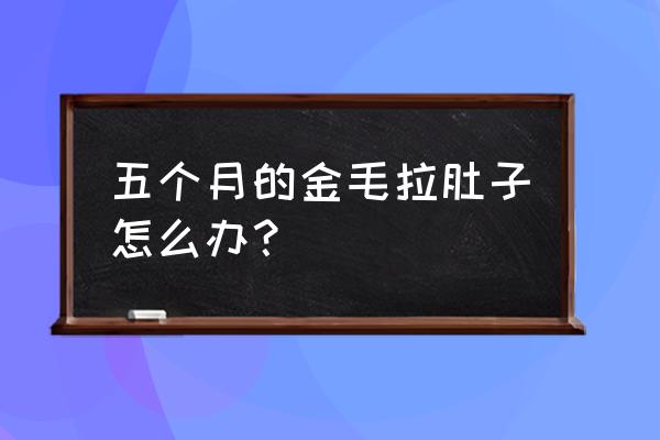 五个月婴儿拉稀正常吗 五个月的金毛拉肚子怎么办？