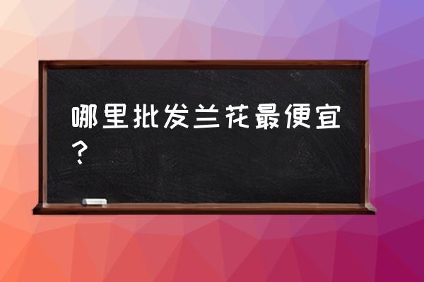 云南兰花最新交易价格 哪里批发兰花最便宜？