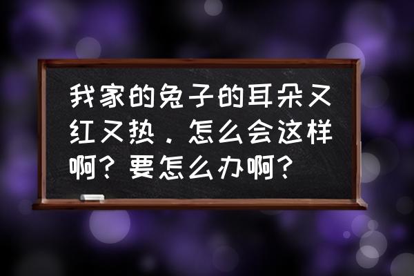 晚上7-9点右耳热 我家的兔子的耳朵又红又热。怎么会这样啊？要怎么办啊？